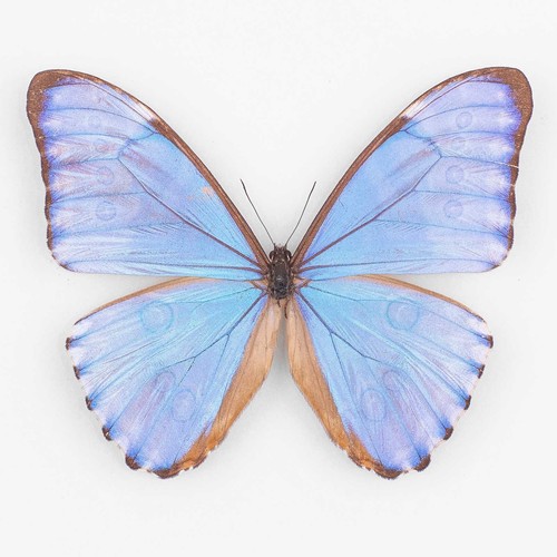 Morpho aurora bolivien - a., ♂