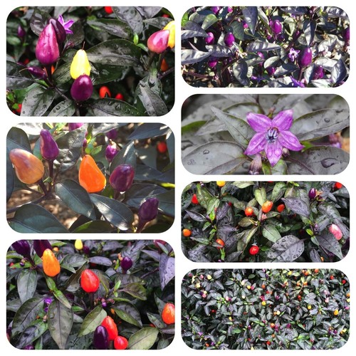 Bolivian rainbow bunte chili - bunte,