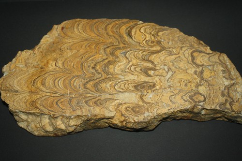 Stromatolith bolivien 80 a - bolivien,