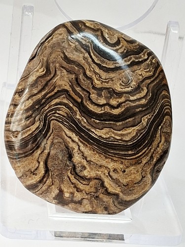 Stromatolith