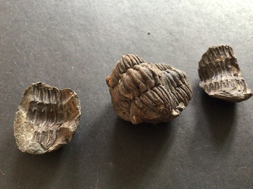 Trilobit fossil knolle cm - in, 3