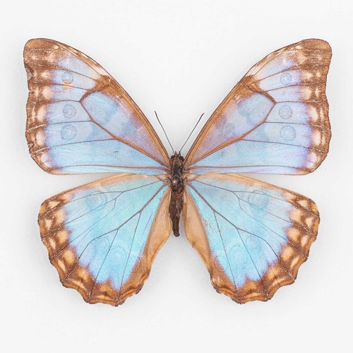 Morpho aurora bolivien - a.,