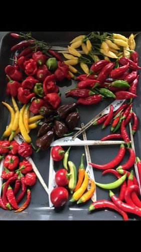 Verschiedene chili caroline - 65,