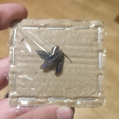 Insektenpräparat pygodasis - insektenpräparat, /