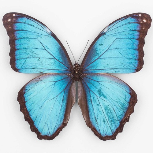 Morpho deidamia electra - deidamia,