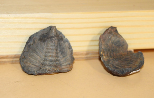 Wolfartaspis cornutus - wolfartaspis,