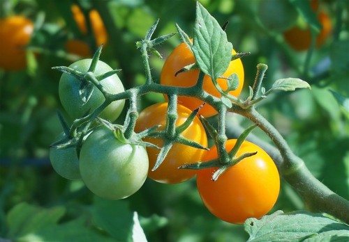 Bolivianische obsttomate gelbe - bolivianische,