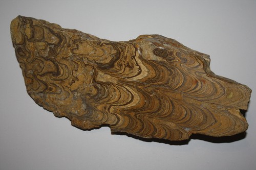 Stromatolith bolivien 157 - (es,