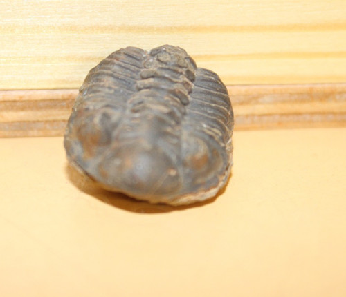 Wolfartaspis cornutus - wolfartaspis,