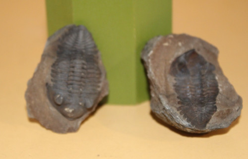 Eldredgeia venustus - eldredgeia,