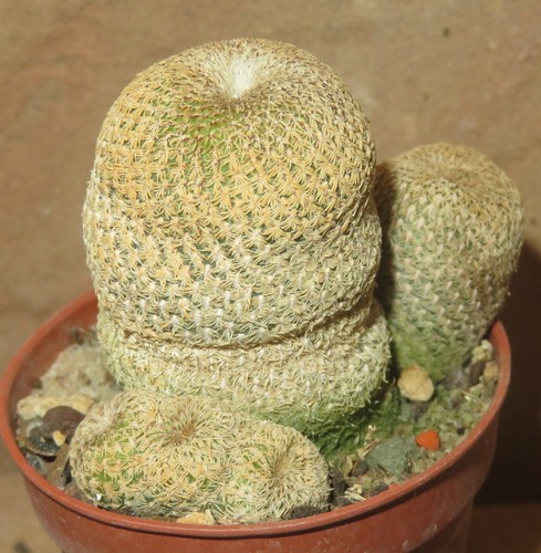 Sulcorebutia heliosoides