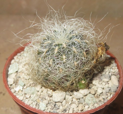 Sulcorebutia hertusii - ,