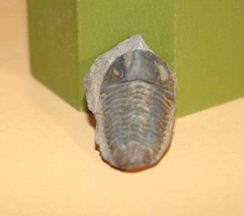 Vogesina lacunafera