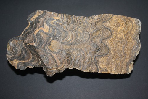 Stromatolith bolivien 80 a - (es,