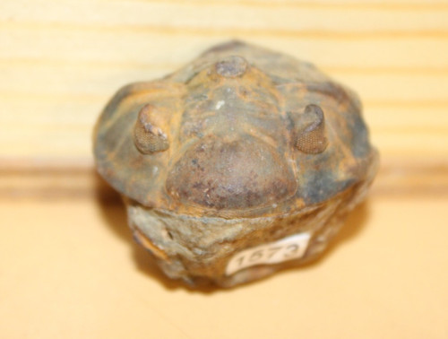 Wolfartaspis cornutus - wolfartaspis,