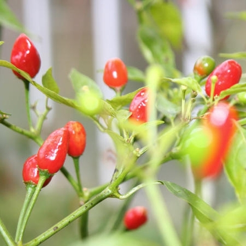 Bird aji wildchili - bird, chili