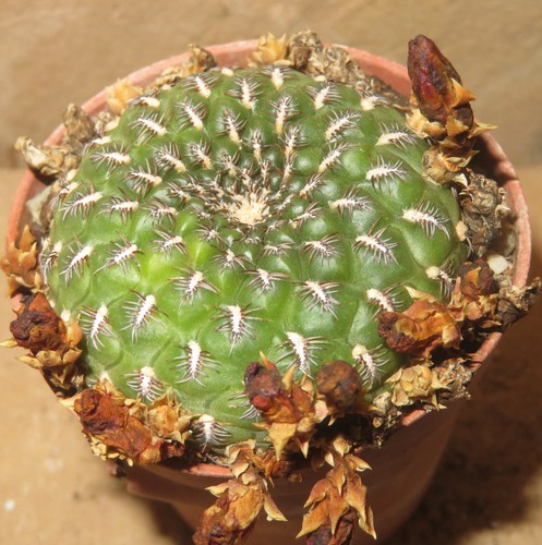 Sulcorebutia purpurea ssp